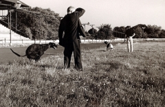 Greyhound-Rennveranstaltung, Belfast